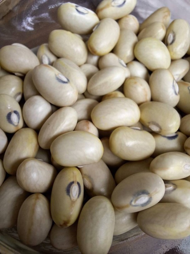 Coco Jaune de Limoges bab - bokorbab, Phaseolus vulgaris, hüvelyes